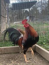 gamefowl chickens for sale  Iron City