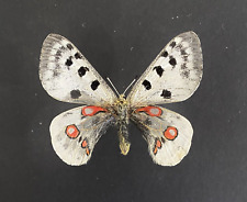 Insect Butterfly Moth Papilio Parnassius wiskotti-Very Rare No. 5! for sale  Shipping to South Africa