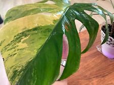 large house plants for sale  LONDON