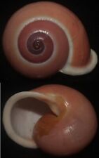 Tonyshells Landsnail Calocochlia festiva SUPERB VERY LARGE 48.9mm F+++, superb for sale  Shipping to South Africa