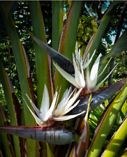 Strelitzia nicolai tropical for sale  Miami
