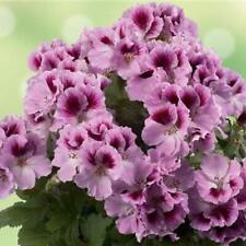 Pelargonium aristo mixed for sale  UK