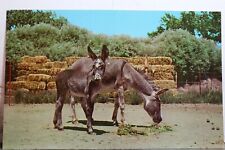 Scenic southwest burros for sale  Shipping to Ireland