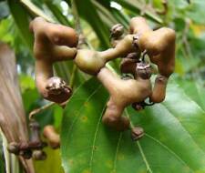 Japanese raisin tree for sale  Shipping to Ireland