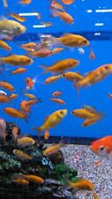 Live fish goldfish for sale  Naples