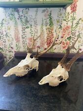 Lovely shaped antlers for sale  PRESTON