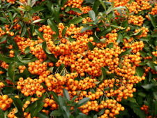 10x firethorn pyracantha for sale  MARCH
