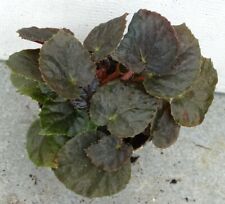 Begonia metachroa for sale  Shipping to Ireland