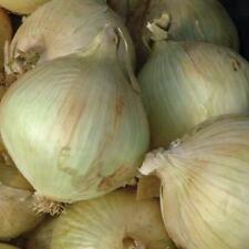 Onion seeds globo for sale  BURTON-ON-TRENT