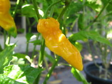 Fatalii semi peperoncino usato  Reggio Calabria