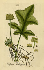 Used, Rare Antique Print-CONTRA HEIRBA- DORSTENIA-Happe-1788 for sale  Shipping to South Africa