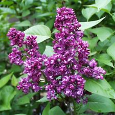 Suttons garden lilac for sale  PAIGNTON