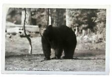 black bear california for sale  Bridgeville
