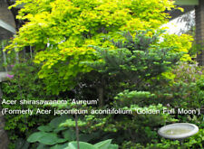 Arce japonés dorado luna llena, Acer shirasawnum ""Aureum", 15 semillas, usado segunda mano  Embacar hacia Argentina