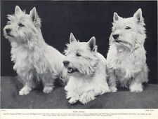 Usato, WESTIE WEST HIGHLAND WHITE TERRIER CHARMING IMAGE THREE DOGS OLD 1934 DOG PRINT usato  Spedire a Italy