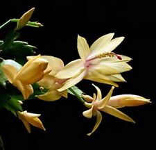 Yellow christmas cactus for sale  Whittier