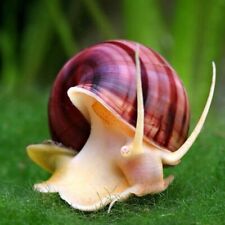Magenta mystery snails for sale  Gilbert
