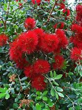 Pohutukawa metrosideros excels for sale  Shipping to Ireland