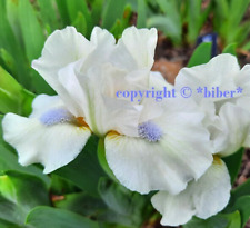 Zwerg iris snow gebraucht kaufen  Ebern