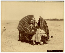 Algérie chameau palanquin d'occasion  Pagny-sur-Moselle