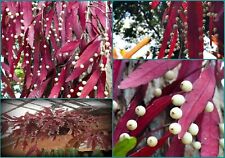 Mistletoe Cactus - Rhipsalis ramulosa for sale  Shipping to South Africa
