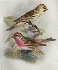 Mealy redpoll birds for sale  UK