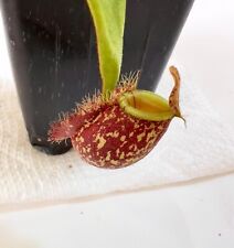 Nepenthes ampullaria carnivoro for sale  Edison