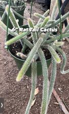 Rat tail cactus for sale  Garden Grove