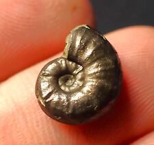 Gleviceras glevense ammonite for sale  Shipping to Ireland