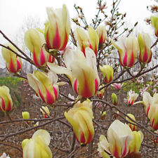 Hardy perennial magnolia for sale  IPSWICH