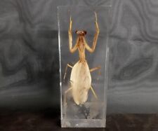 Real praying mantis for sale  Warwick