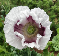 Poppy elka white for sale  Sevierville