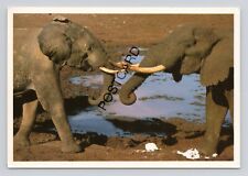 Postcard elephants salt for sale  DERBY