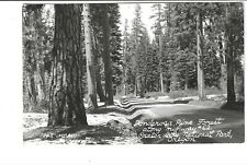 POSTCARD RPPC PONDEROSA PINE HWY #62 CRATER LAKE NATIONAL PARK OREGON, used for sale  Shipping to South Africa
