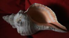 Used, Horse Conch - Pleuroploca gigantea State shell of Florida - 35 cm (14") Long for sale  Shipping to South Africa