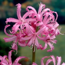 Pink agapanthus africanus for sale  Skokie