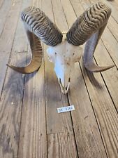 Ram skull rustic for sale  Mason