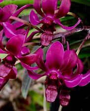 Neofinetia ibrido profumo "Black Red Berries" orchidea Vanda usato  Spedire a Italy