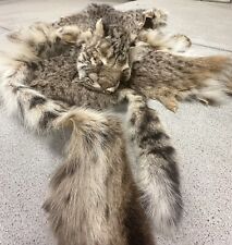 bobcat fur for sale  Elm City