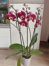 Rchidee phalaenopsis bernadett gebraucht kaufen  Huchting