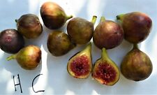 Hardy chicago fig for sale  Somerville