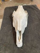 horse skull for sale  Ellis