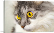 Artcanvas persian cat for sale  Niles