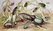 Beetles weevils hercules for sale  Lake Villa