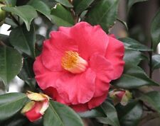 Semi camellia japonica usato  Trappeto