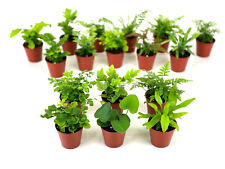 Mini fern plants for sale  Nashville