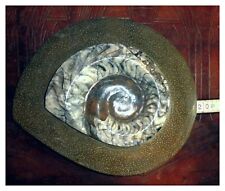 Dachbodenfund ammonit gebraucht kaufen  Marienthal,-Brand