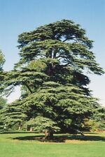 Cedrus libani 9cm for sale  CRANBROOK