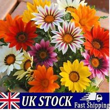 Giant african daisy for sale  LONDON