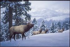 Early snow elk for sale  Loogootee